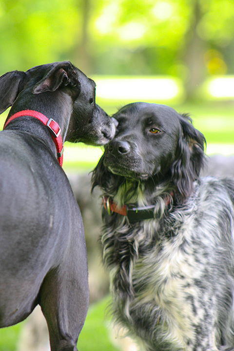 Hundewiese Eickhorst