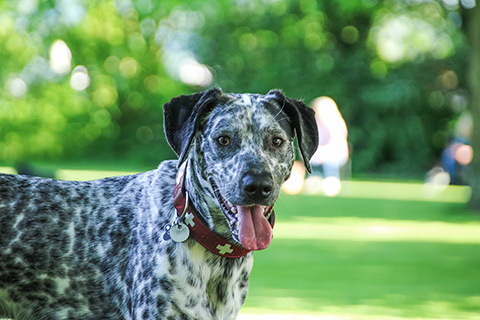 Hundewiese Eickhorst