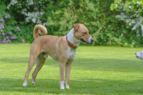 Hundewiese Eickhorst