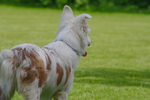 Hundewiese Eickhorst
