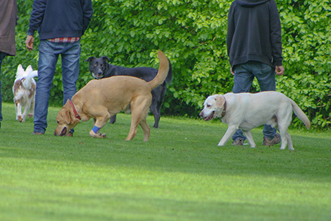 Hundewiese Eickhorst