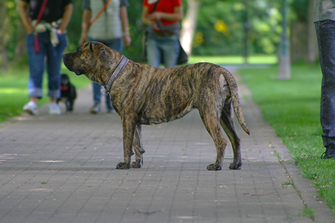Hundewiese Eickhorst