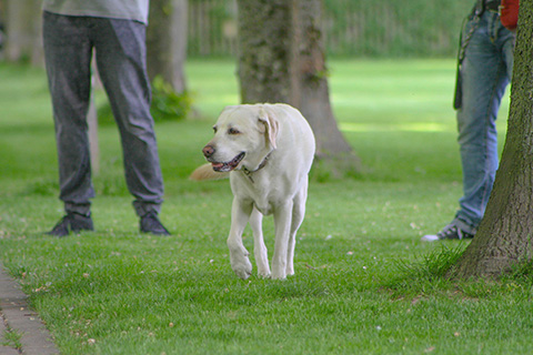 Hundewiese Eickhorst