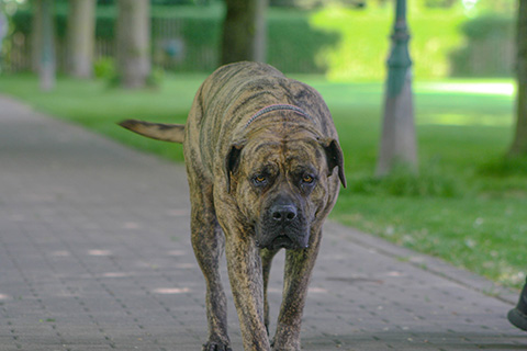 Hundewiese Eickhorst