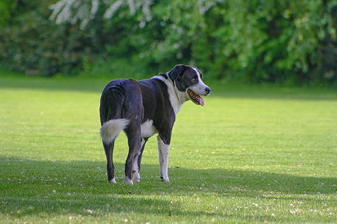 Hundewiese Eickhorst