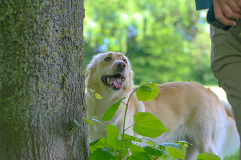 Hundewiese Eickhorst