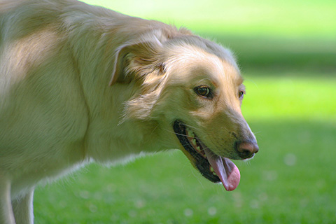 Hundewiese Eickhorst