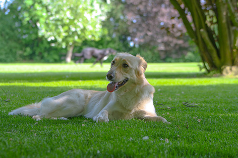 Hundewiese Eickhorst