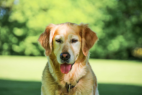 Hundewiese Eickhorst