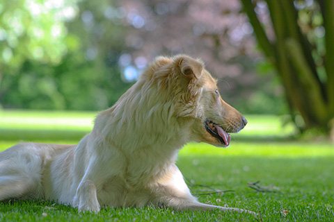 Hundewiese Eickhorst
