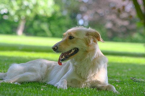 Hundewiese Eickhorst