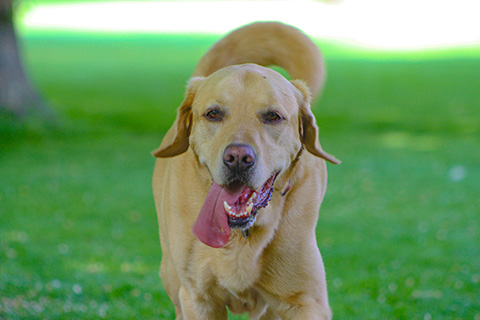 Hundewiese Eickhorst