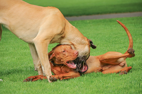 Hundewiese Eickhorst