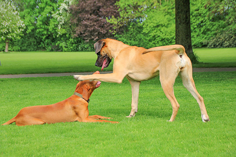 Hundewiese Eickhorst