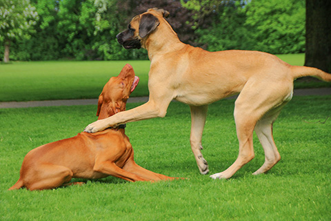 Hundewiese Eickhorst
