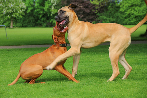 Hundewiese Eickhorst