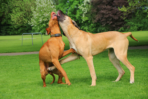 Hundewiese Eickhorst