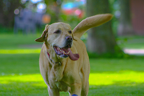 Hundewiese Eickhorst