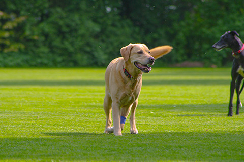 Hundewiese Eickhorst