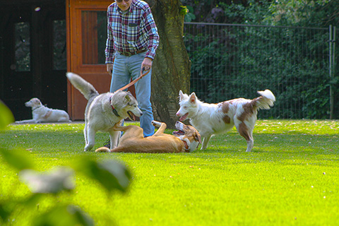 Hundewiese Eickhorst