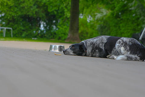 Hundewiese Eickhorst
