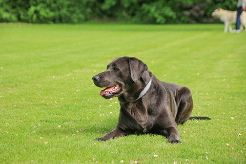 Hundewiese Eickhorst