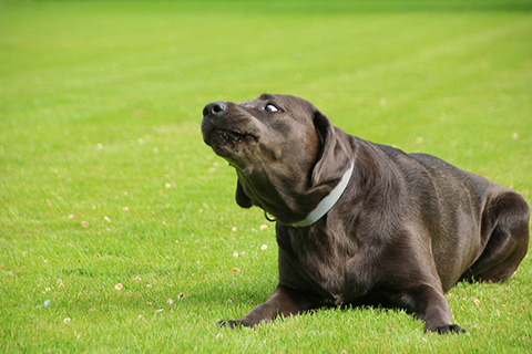 Hundewiese Eickhorst