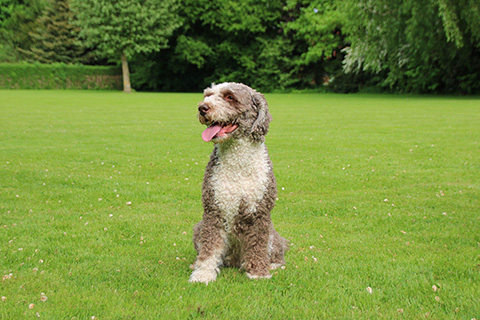 Hundewiese Eickhorst