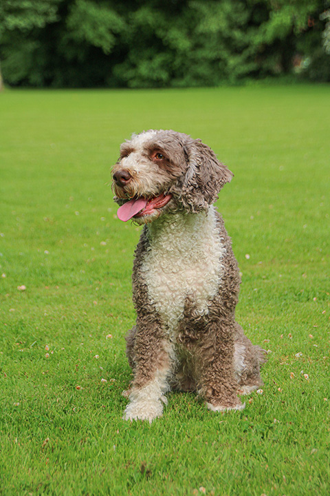 Hundewiese Eickhorst