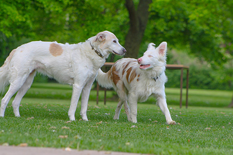 Hundewiese Eickhorst