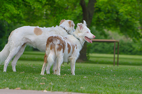 Hundewiese Eickhorst