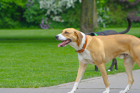 Hundewiese Eickhorst