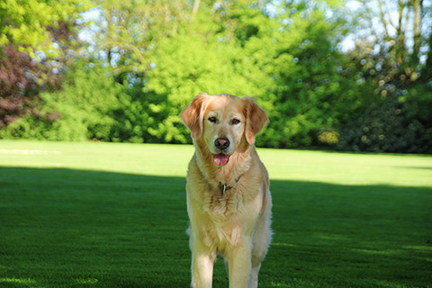 Hundewiese Eickhorst