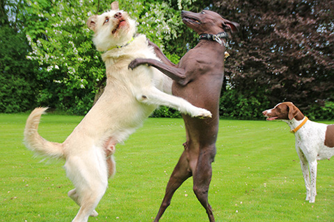 Hundewiese Eickhorst