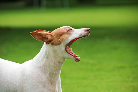 Hundewiese Eickhorst