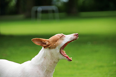 Hundewiese Eickhorst