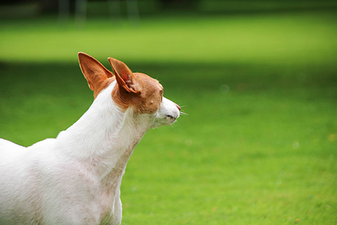 Hundewiese Eickhorst