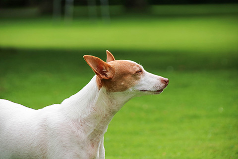 Hundewiese Eickhorst
