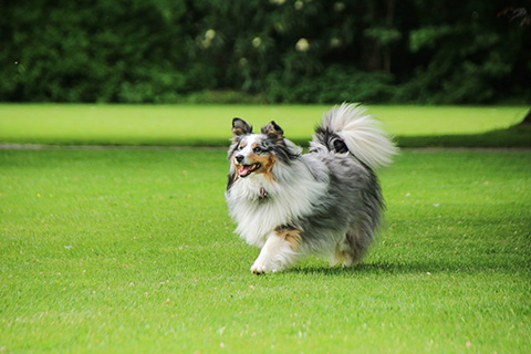 Hundewiese Eickhorst