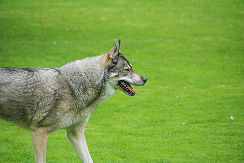 Hundewiese Eickhorst