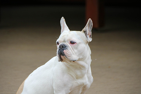 Hundewiese Eickhorst