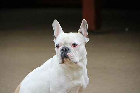 Hundewiese Eickhorst