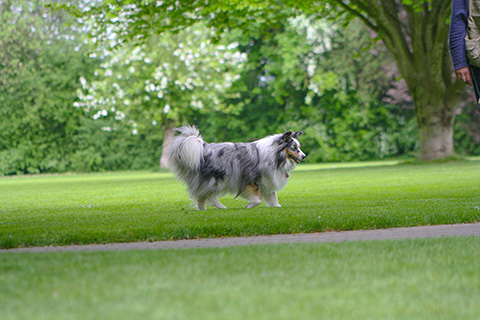 Hundewiese Eickhorst