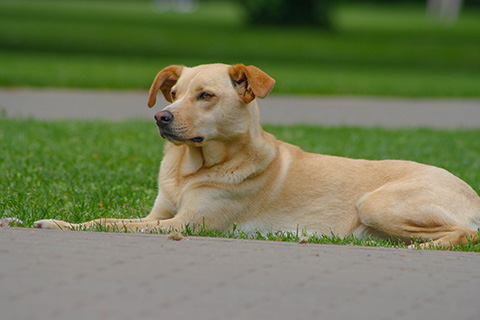 Hundewiese Eickhorst