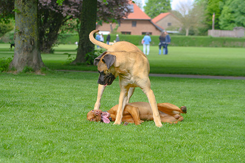 Hundewiese Eickhorst