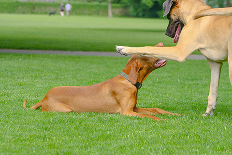 Hundewiese Eickhorst