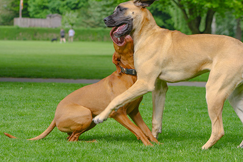 Hundewiese Eickhorst