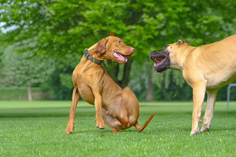 Hundewiese Eickhorst