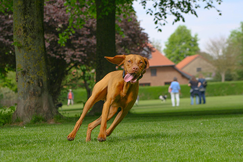 Hundewiese Eickhorst