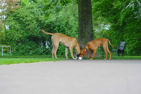 Hundewiese Eickhorst